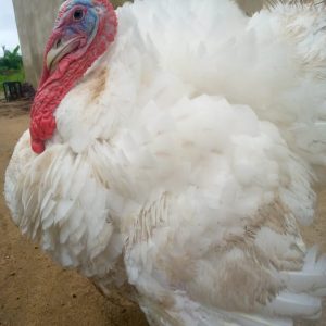 Live Turkey