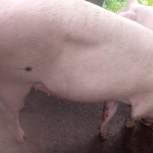 Live Pig