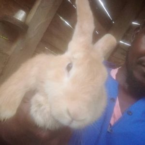 Rabbit