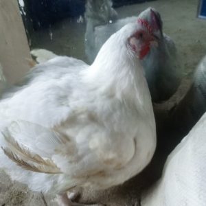 Fresh Farm-Raised Broiler Chicken
